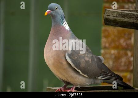 gros plan d'un pigeon en bois (Columba palumbus) debout sur un plateau de mangeoire à oiseaux en bois Banque D'Images