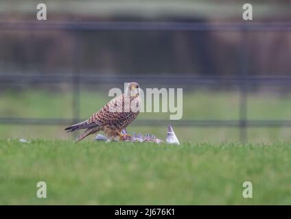 Un gros plan d'une femelle Kestrel , regardant directement la caméra , sur le sol avec des proies. Effacer l'arrière-plan. Suffolk, Royaume-Uni Banque D'Images