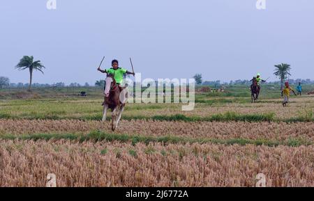 Parganas, Inde . 28th avril 2022. 28 avril 2022, Parganas du Sud 24, Bengale-Occidental, Inde : les jeunes jockeys sont à cheval lors d'une course de chevaux en milieu rural. Après les saisons de récolte, les courses de chevaux sont organisées dans ces champs chaque année. Les jockeys qui sont des enfants sont des chevaux sans équipement de protection ou de sécurité. (Credit image: © Sumit Sanyal/SOPA Images via ZUMA Press Wire) Credit: ZUMA Press, Inc./Alamy Live News Banque D'Images
