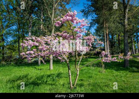 Cerisier fleuri, Prunus 'Pink Ballerina' Banque D'Images