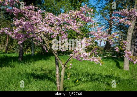 Cerisier fleuri, Prunus 'Pink Ballerina' Banque D'Images