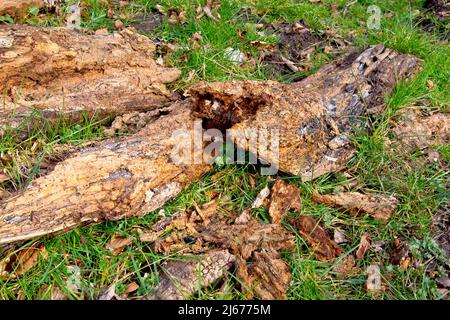 Les billes d'un arbre tombé à gauche pour pourrir et pourrir sur l'herbe au bord d'un champ. Banque D'Images