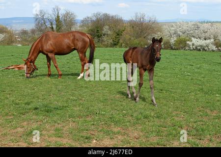 Cheval avec un foal sur la prairie Banque D'Images