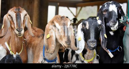 29 mars 2022, Saxe, Lichteneichen/ Mügeln: Sur la ferme biologique de chèvre 'Caprinenhof' de Sven Kloy et son partenaire, le vétérinaire Katja Loßner, il y a des barrages de chèvres laitières anglo-Nubiennes. Près de 90 agneaux de la race de chèvre domestique britannique très leggy, qui sont particulièrement frappants avec leurs longues oreilles de disquettes, ont vu la lumière du jour à la ferme de chèvre au cours des dernières semaines et sont déjà en cavore avec leur troupeau sur la zone extérieure de la ferme par beau temps. Huit semaines, ils se sont laissé gâtés ici, avant le passage au foin et à l'alimentation concentrée, par leurs mères avec du lait. Sven Kloy Banque D'Images
