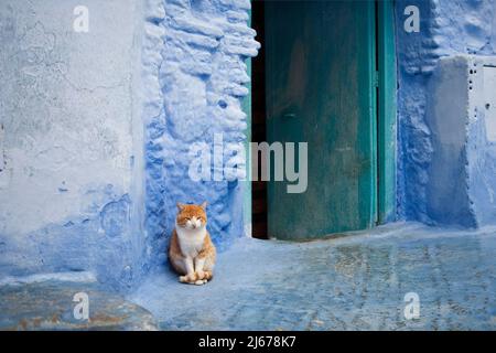 Chat assis à côté de l'entrée de la maison à Chefchouen, Maroc Banque D'Images