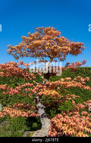 Bonsai Acer palmatum, érable japonais Banque D'Images