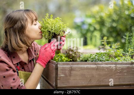 Femme plantant des herbes épicées dans le potager à la maison Banque D'Images