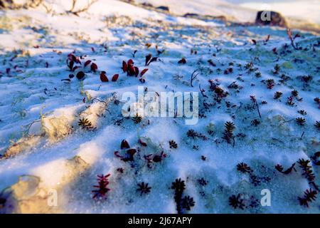 Toundra d'hiver, la première neige (blanc). La berge (Arctostaphylos uva-ursi), les feuilles de corbeau et de lichen sortent sous la neige. Banque D'Images