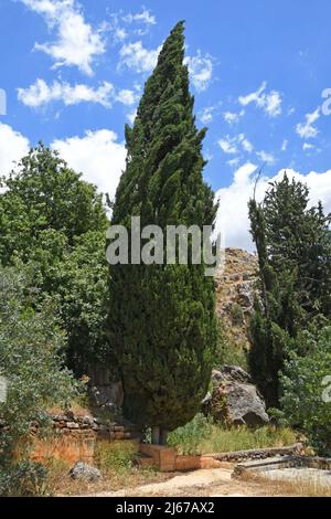 Cyprès méditerranéen, Cupressus sempervirens Banque D'Images