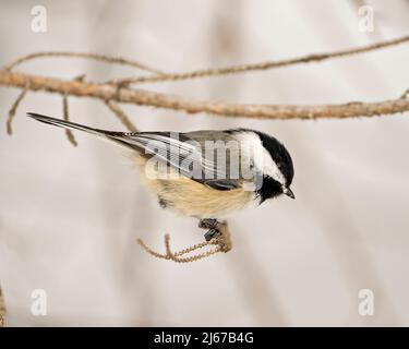 Oiseau de chickadee perché sur une branche appréciant son habitat et son environnement entourant montrant le plumage de plumes, le corps, la tête, les yeux, le bec, plumage. Banque D'Images