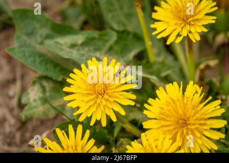 La mouche volent se nourrit d'une belle fleur de pissenlit jaune (Taraxacum) au soleil de printemps Banque D'Images