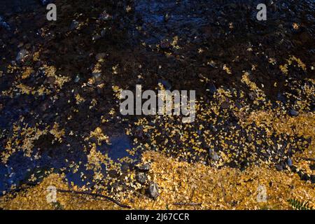 Tapis de feuilles de ginko en automne près de Mt. Takao, Japon Banque D'Images