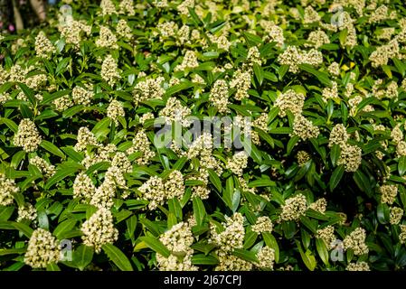 Skimmia × condusa 'Kew Green' (homme) Banque D'Images