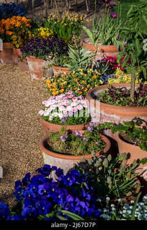 Pâquerettes et pansies en pot Banque D'Images