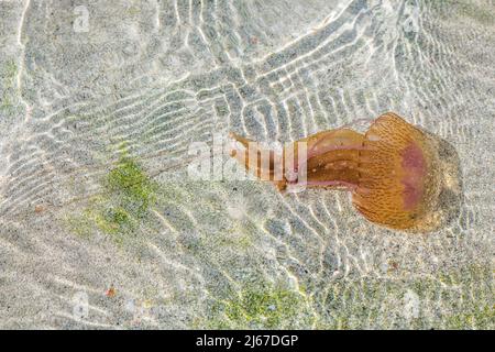 Le stinger mauve (Pelagia noctiluca) est un méduse de la famille des Pelagiidae, dans la mer. Banque D'Images