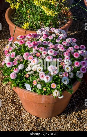 Bellis perennis « Tasso fraisiers & Cream » pâquerettes dans un pot Banque D'Images