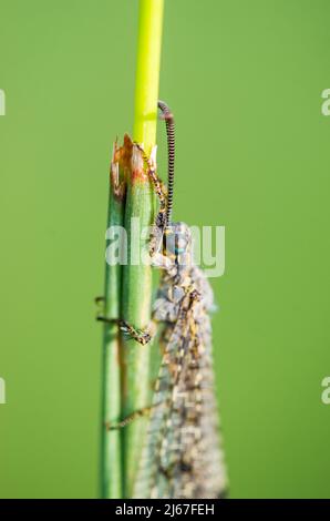 Distoléon tetragrammicus, une espèce d'antilion de la sous-famille des Myrmeleontinae. Banque D'Images