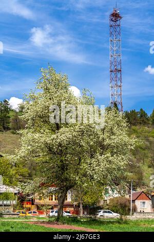 Dilijan, Arménie - 26 avril 2022 - fleurs blanches en fleur à Dilijan, Arménie Banque D'Images