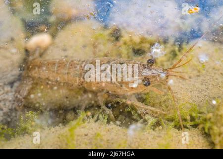 L'écrevisse épineuse (Faxonius limosus =Orconectes limosus), une espèce d'écrevisse de la famille des Cambaridae, jeune dans l'eau. Banque D'Images