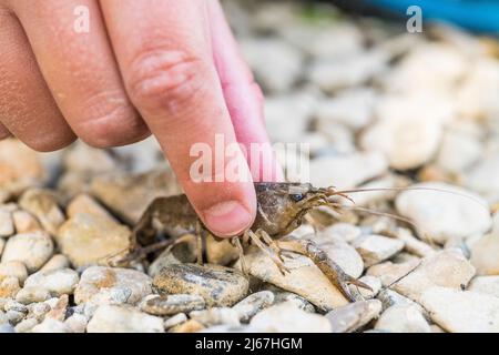 L'écrevisse épineuse (Faxonius limosus =Orconectes limosus), une espèce d'écrevisse de la famille des Cambaridae, jeune dans une main. Banque D'Images