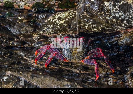 East Atlantic Sally Lightfoot Crab ou Red Rock Crab (Grapsus adscensionis), une espèce qui vit dans l'Atlantique est sur des rochers côtiers. Banque D'Images