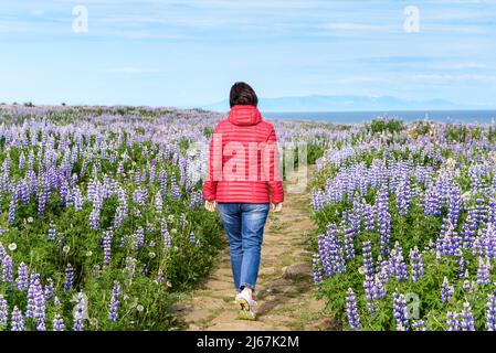 Femme solitaire marchant le long d'un chemin étroit à travers une prairie fleurie en haut d'une falaise en Islande lors d'une journée d'été partiellement nuageux Banque D'Images