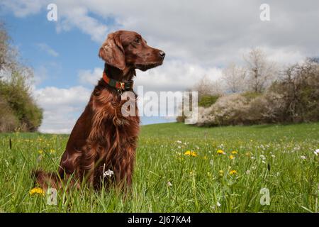 Prairie verte luxuriante, fleurs, arbustes en fleur et au milieu d'elle un beau chien de chasse irlandais Setter. Banque D'Images