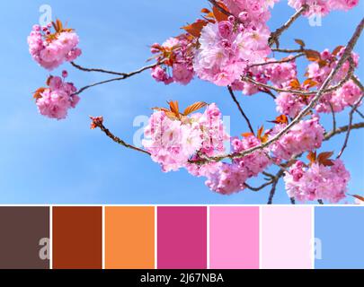 Palette de couleurs assorties à partir de l'image de sakura rose, cerisiers en fleurs. Gros plan sur les brindilles avec des fleurs et un ciel bleu derrière. Banque D'Images