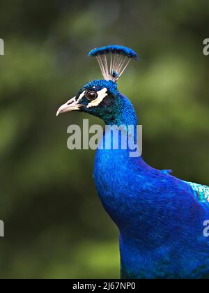 Gros plan de la tête de paon bleu irisé, Pavo cristatus, sur un fond vert flou. Banque D'Images