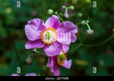 Rose vif charme septembre anémones japonaises (Anemone hupehensis) fleurissant dans un jardin boisé à la fin de l'été. Banque D'Images