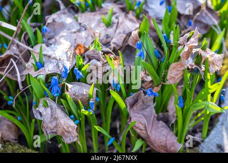 Les fleurs de Scilla fleurissent dans la forêt de printemps éclairée par la lumière du soleil Banque D'Images