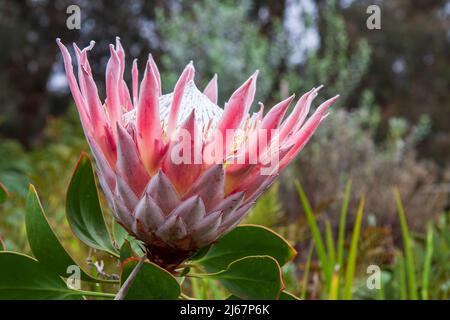 Gros plan image d'une grande fleur de roi Protea (Protea cynaroides) en pleine croissance sur l'île de Maui, Hawaii, États-Unis. Banque D'Images