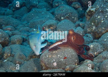 Coalition de chasse de goatfish bleu ou de goatfish jaune, Paruceneus cyclostomus et le pieuvre de jour, ou grand pieuvre bleu, Octopus cyanoa; Kona, Hawaii Banque D'Images