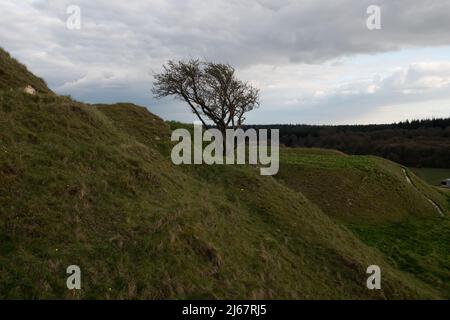 Lone Tree sur CLEY Hill, Wiltshire, Angleterre, Royaume-Uni Banque D'Images
