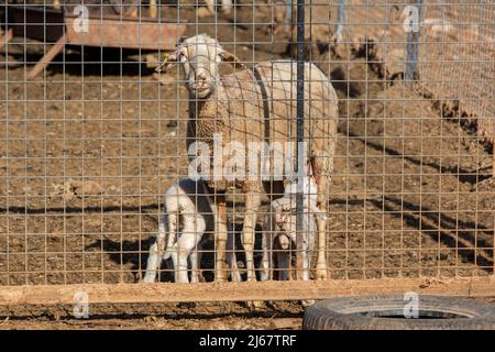 Un agneau blanc qui suce le lait de sa mère. Agneau et mouton derrière le treillis métallique Banque D'Images