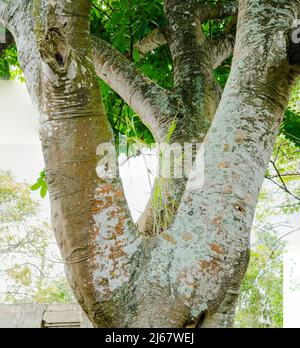 Algues vertes poussant sur l'arbre d'Achee. Banque D'Images