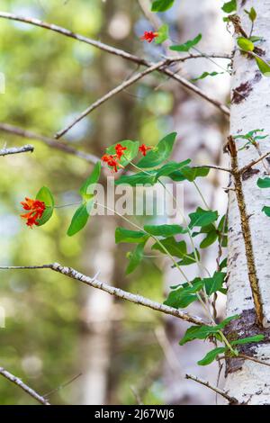 Floraison Orange trompette Honeysuckle vigne (Lonicera ciliosa) monte un arbre de Douglas Fir dans une forêt ouverte de l'État de Washington, États-Unis. Banque D'Images