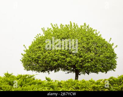 Arbre isolé sur fond blanc. Arbre vert isolé. Arbre argan isolé. Arbres tropicaux isolés utilisés pour le design, la publicité et l'architecture. Banque D'Images