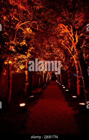 Colonial Williamsburg Palace Garden la nuit, a illuminé l'arbre dans l'éclairage orange dans le cadre du Richmond Lighting and Sound Company CW Light Show. Banque D'Images