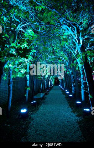 Colonial Williamsburg Palace Garden la nuit, a illuminé l'arbre dans un éclairage vert dans le cadre du salon CW Light Show de Richmond Lighting and Sound Company. Banque D'Images