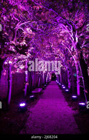 Colonial Williamsburg Palace Garden la nuit, a illuminé l'arbre dans un éclairage violet dans le cadre du salon CW Light Show de Richmond Lighting and Sound Company. Banque D'Images