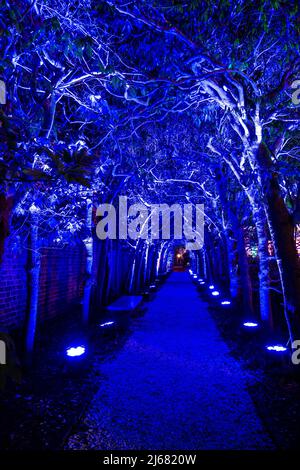 Colonial Williamsburg Palace Garden la nuit, l'arbre illuminé en bleu dans le cadre du salon CW Light de Richmond Lighting and Sound Company. Banque D'Images