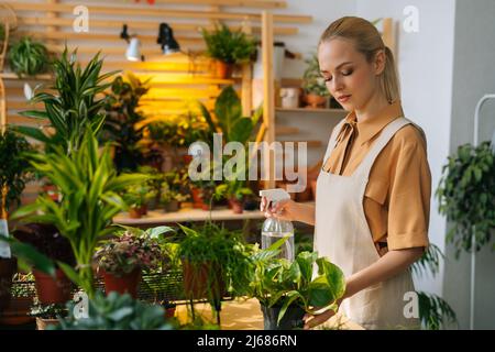 Portait de la jeune femme sérieuse fleuriste en tablier pulvérisation d'eau sur les plantes de maison dans des pots par pulvérisateur. Banque D'Images