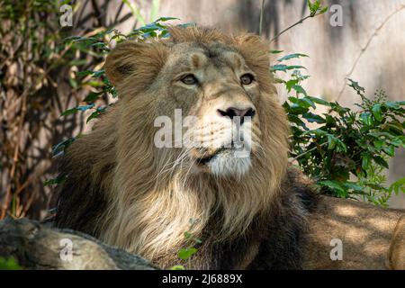 gros plan d'un lion mâle dans les buissons Banque D'Images