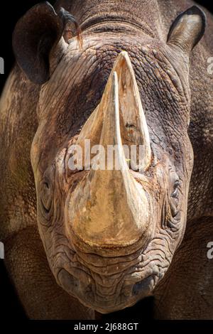 gros plan portrait d'un rhinocéros sur fond noir Banque D'Images