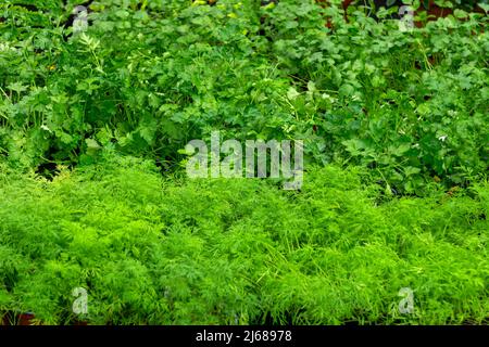 jeunes plants de persil et d'aneth en serre Banque D'Images