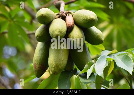 Averrhoa bilimbi est un arbre fruitier du genre Averrhoa, famille des Oxalidaceae. Inde Banque D'Images