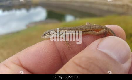 Petit lézard algérien pris entre les doigts. Gros plan Banque D'Images