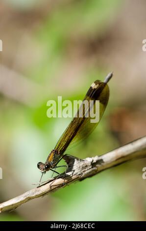 demoiselle en cuivre ou demoiselle méditerranéenne (Calopteryx haemorrhoidalis), femelle. Banque D'Images