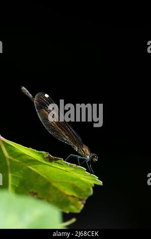 demoiselle en cuivre ou demoiselle méditerranéenne (Calopteryx haemorrhoidalis), femelle. Banque D'Images